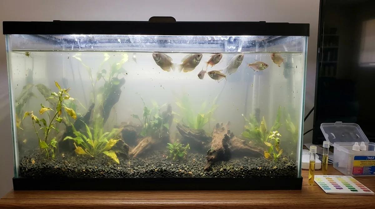A cloudy aquarium with fish gasping near the surface and water test vials on the side.